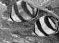 19_M0010483